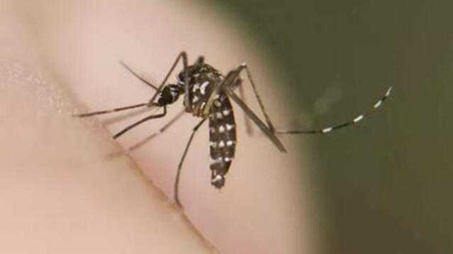  蚊媒疾病防控技术：输入性风险的深度批判与解构 IT技术 蚊媒疾病防控技术：输入性风险的深度批判与解构 IT技术