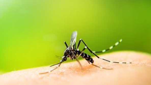  蚊媒疾病防控技术：输入性风险的深度批判与解构 IT技术 蚊媒疾病防控技术：输入性风险的深度批判与解构 IT技术