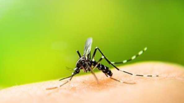  蚊媒疾病防控技术：输入性风险的深度批判与解构 IT技术 蚊媒疾病防控技术：输入性风险的深度批判与解构 IT技术