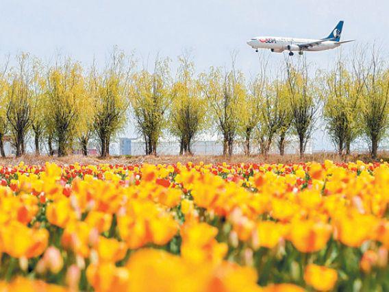 【技术突破】种球国产化：青岛郁金香产业如何破解"芯片"困局 新闻